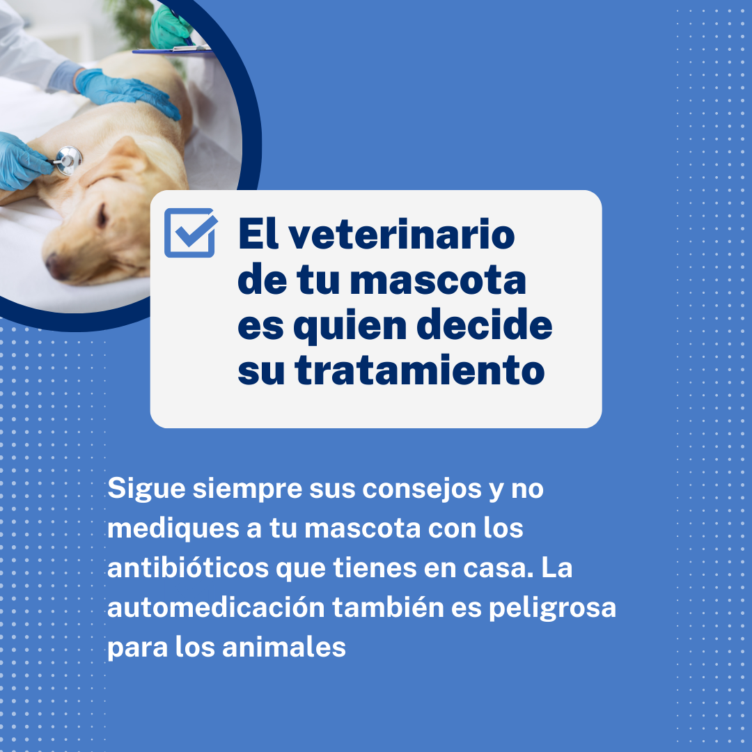 El veterinario de tu mascota es quien decide su tratamiento