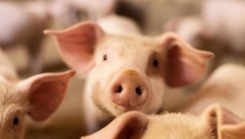 Proyecto ESVAC-ES: la recogida de datos de antibióticos veterinarios vendidos en 2021 termina el 14 de mayo