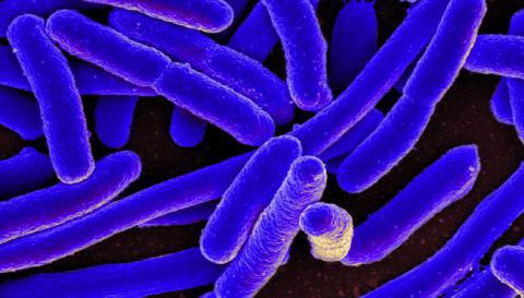 La OMS publica la lista de 'patógenos prioritarios' que requieren nuevos antibióticos