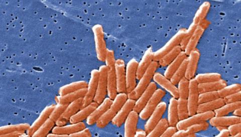 Zoonosis: la resistencia no muestra signos de desaceleración en la UE